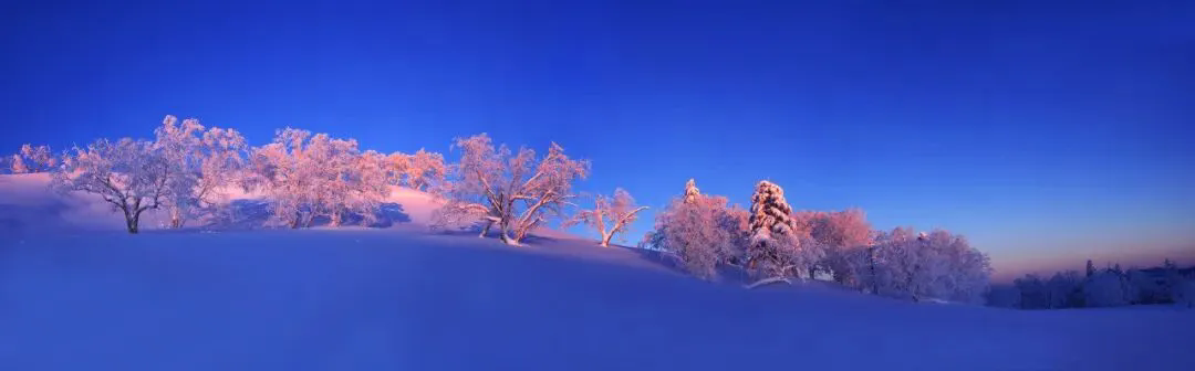 朱良君《蓝雪绯林》.webp.png